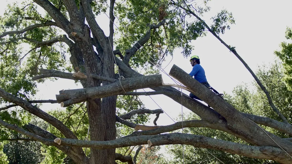 Professional Hazardous Tree Removal performed by certified arborists in Tiller