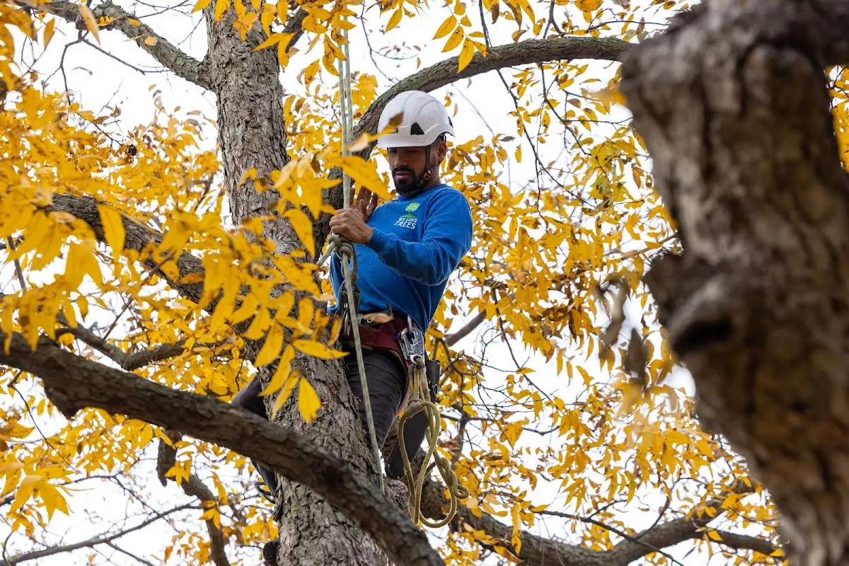 Skilled Tree Pruning crew working in Tiller