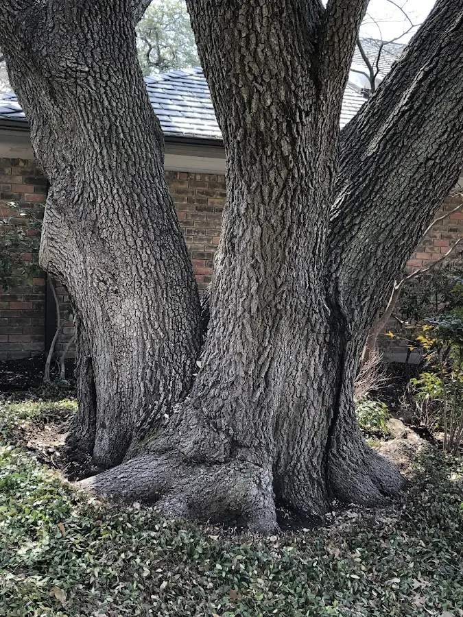 Mature heritage tree close to a Tiller property cared for by certified arborists